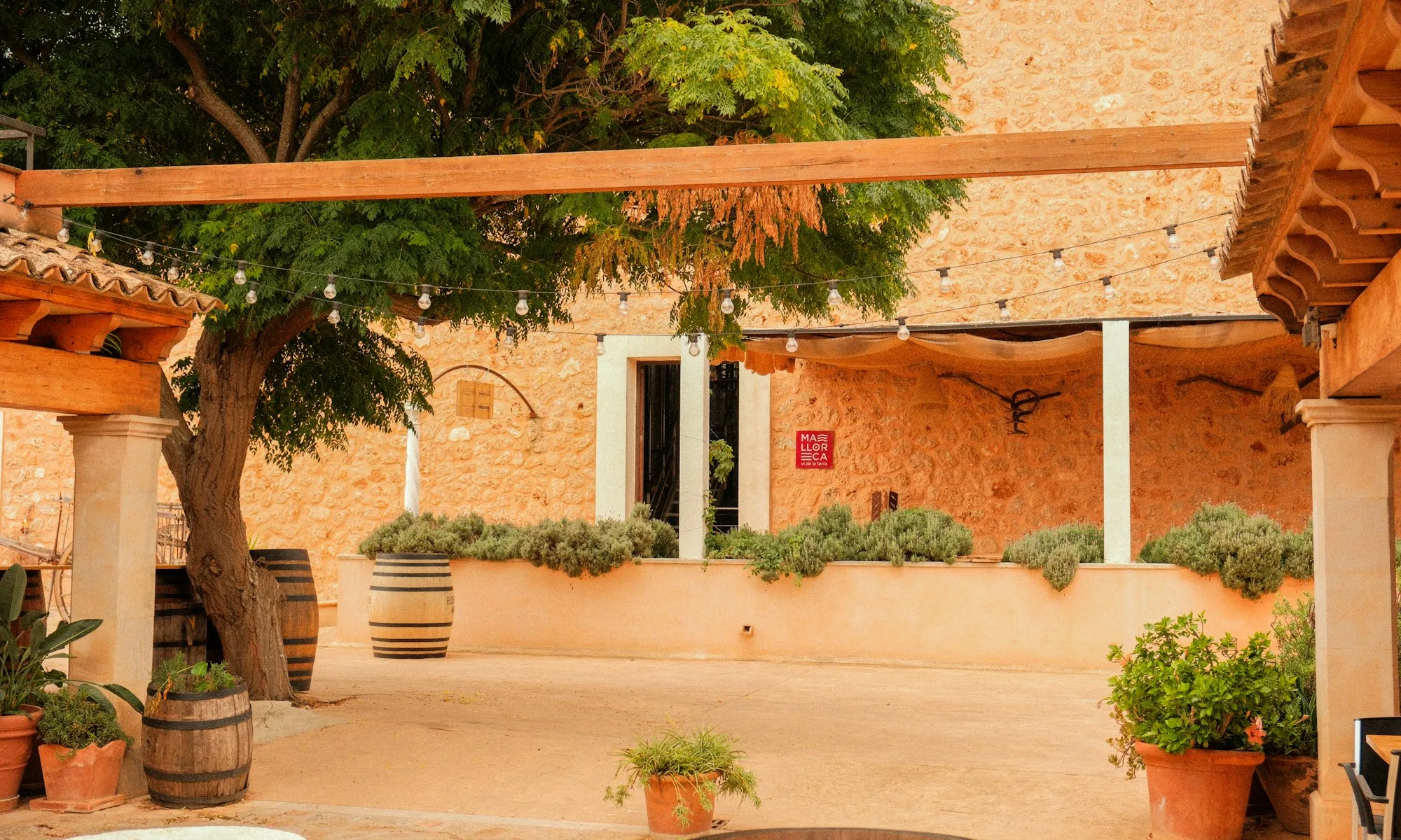 Walled courtyard with the eighty-year-old olive